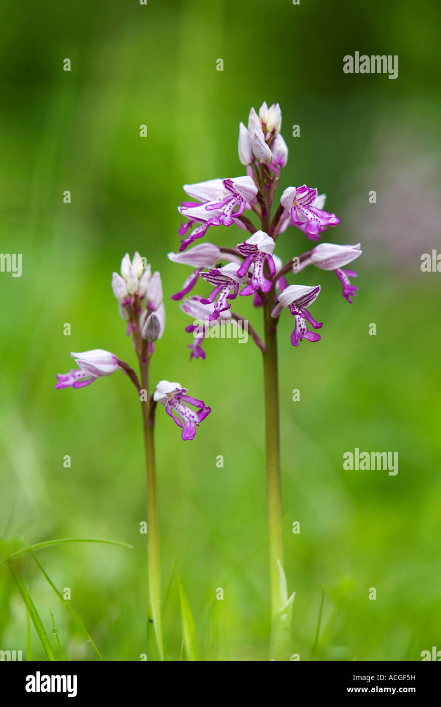 Orchis Militaris. Militärische Orchidee blüht in Holz Natur Homefield reservieren, Marlow, Berkshire, UK Stockfoto