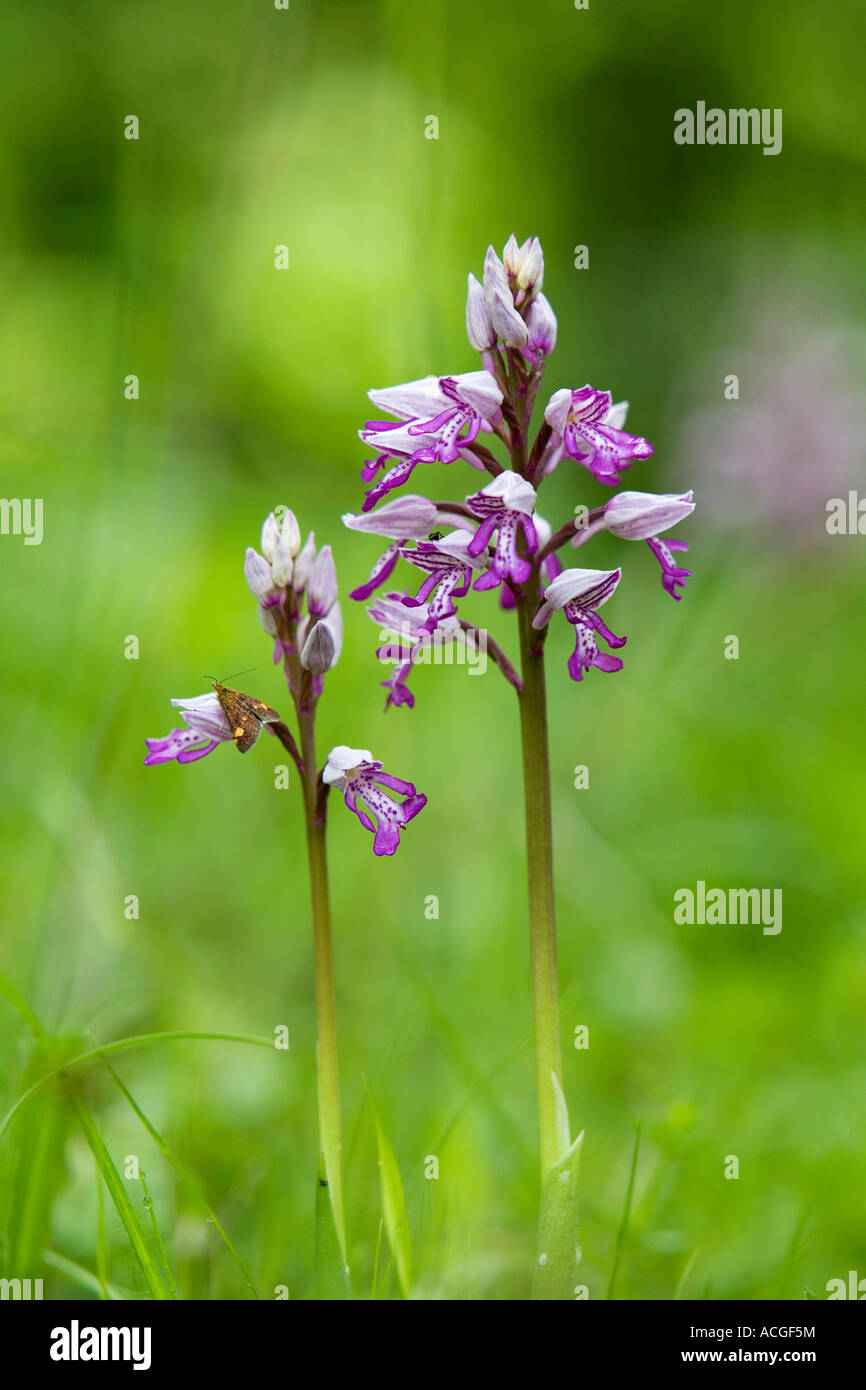 Orchis Militaris. Militärische Orchidee blüht in Holz Natur Homefield reservieren, Marlow, Berkshire, UK Stockfoto
