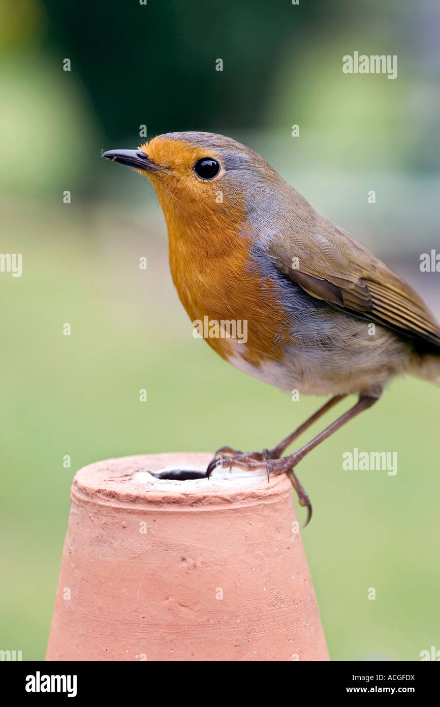 Rotkehlchen stehend auf einem Blumentopf in einem englischen Garten Stockfoto