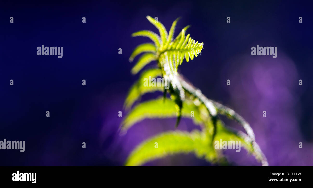 Pteridium Aquilinum Farn Blatt in eine englische Bluebell Holz Stockfoto