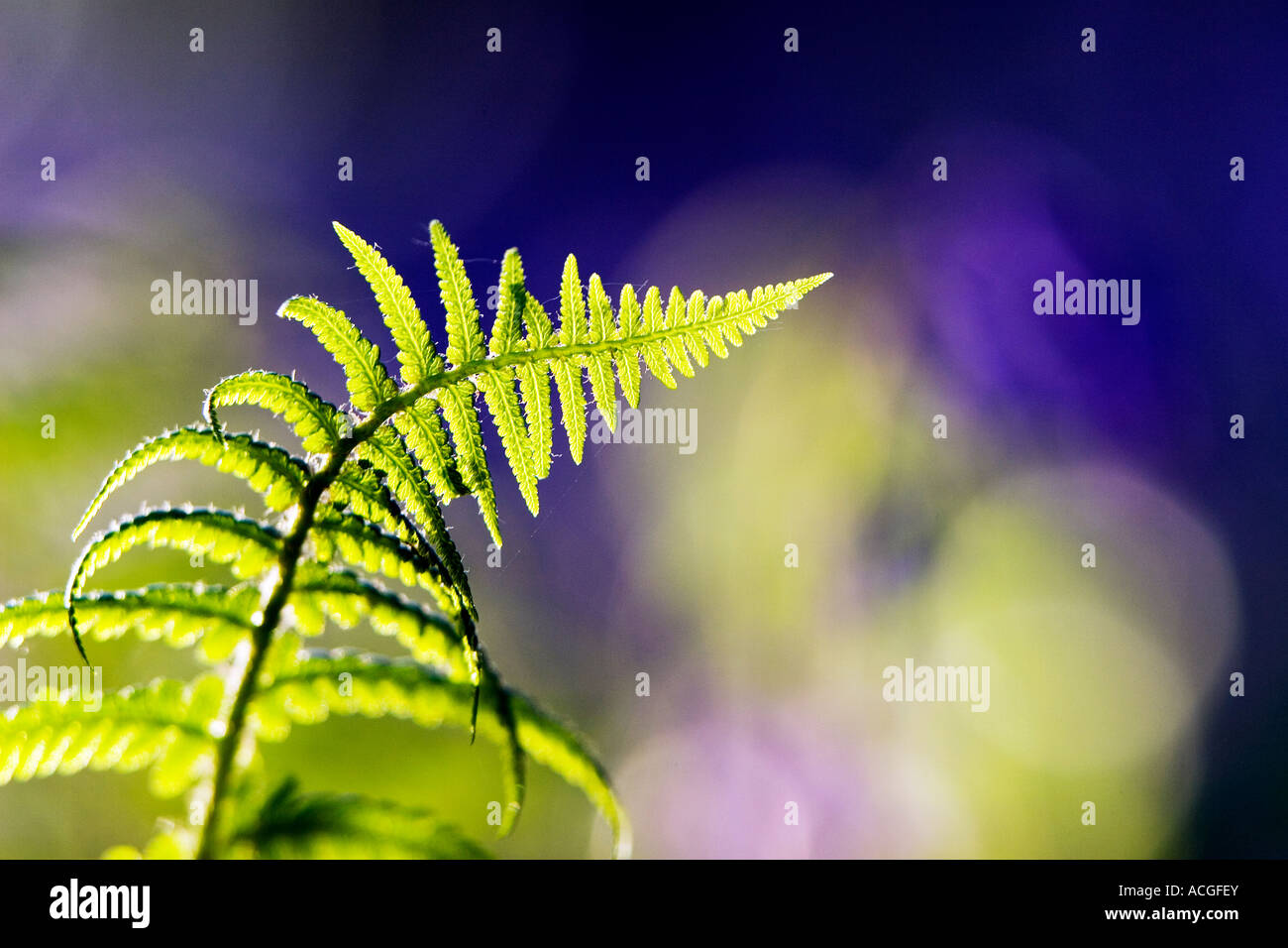 Pteridium Aquilinum Farn Blatt in eine englische Bluebell Holz Stockfoto