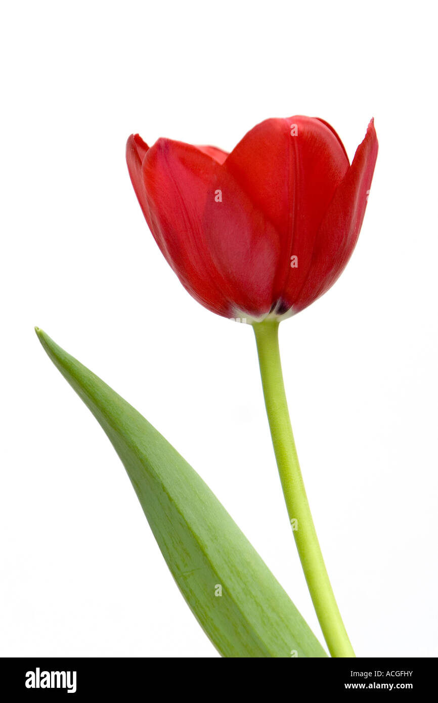 Rote Tulpe Blume vor einem weißen Hintergrund Stockfoto