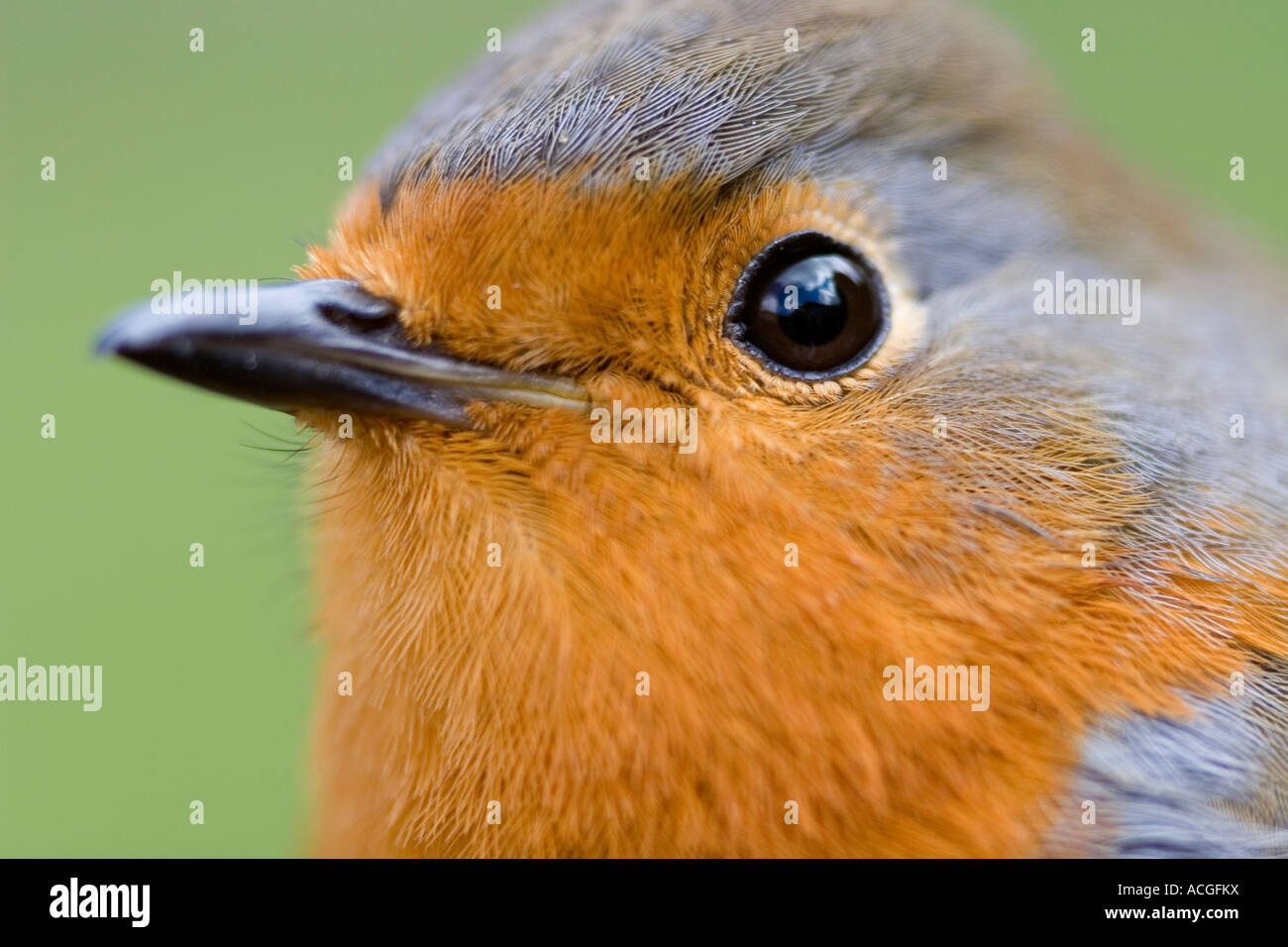 Rotkehlchen Kopf nah vor einem grünen Hintergrund Stockfoto