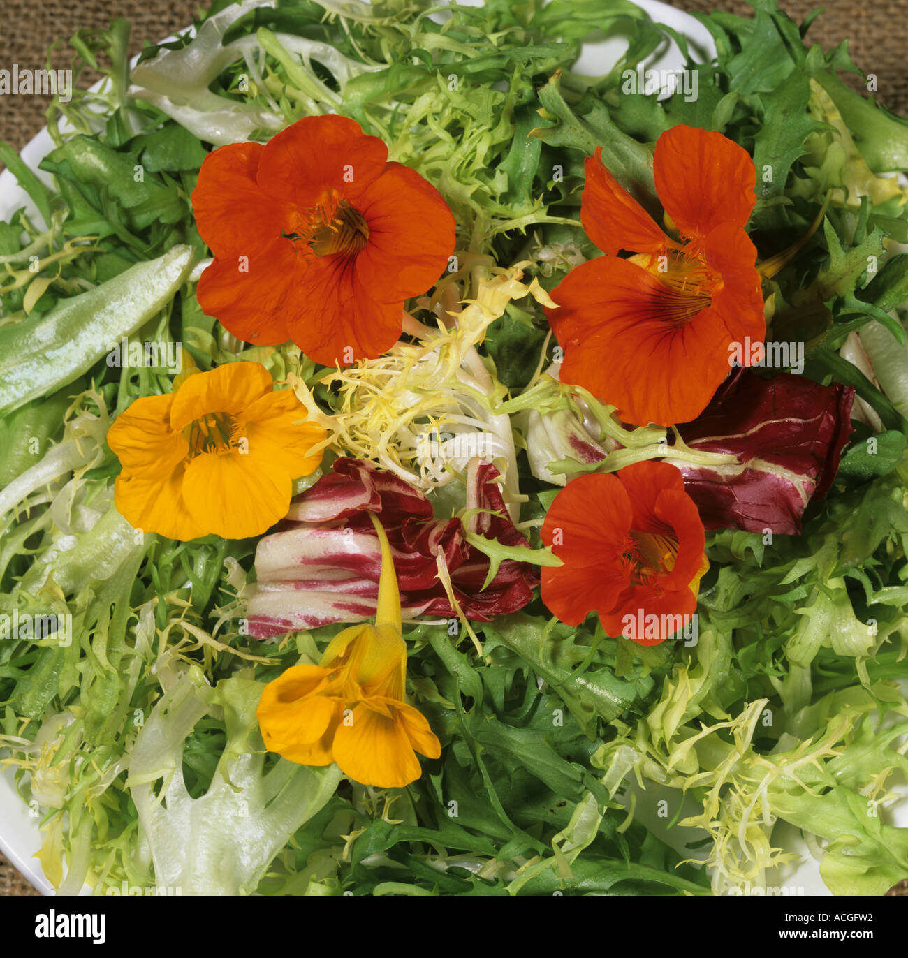 Kapuzinerkresse blüht Tropaeolum Majus verwendet als Garnierung auf grünem Salat Stockfoto