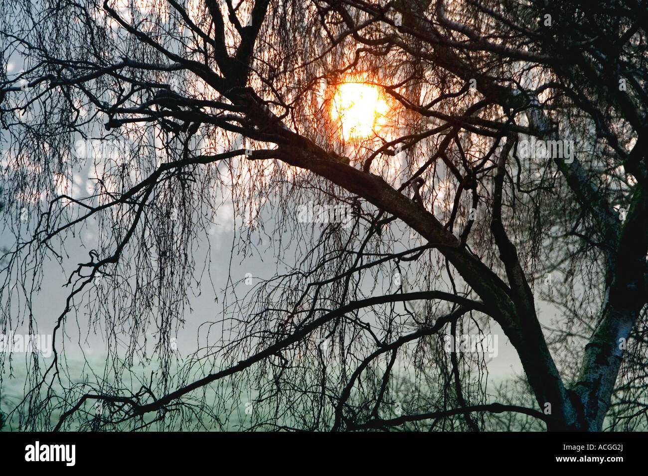 Silhouette eines Baumes in einem nebligen Feld in der englischen Landschaft mit der Morgensonne steigt dahinter Stockfoto