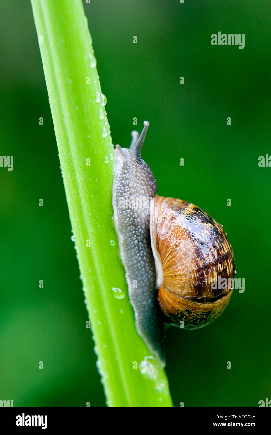 Cornu Aspersum. Schnecke kroch ein Blütenstiel in einem englischen Garten Stockfoto