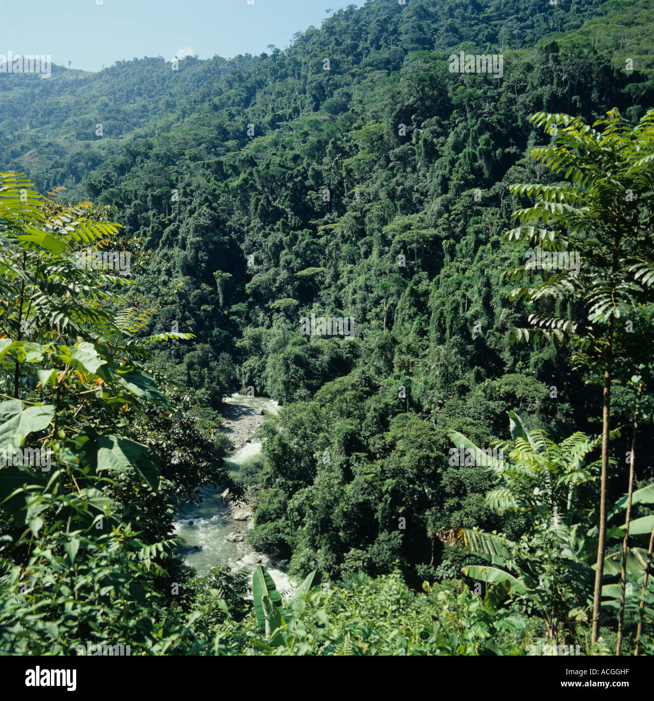 Rio Anchicaya schlängelt sich durch Regenwald Valle Kolumbien Stockfoto
