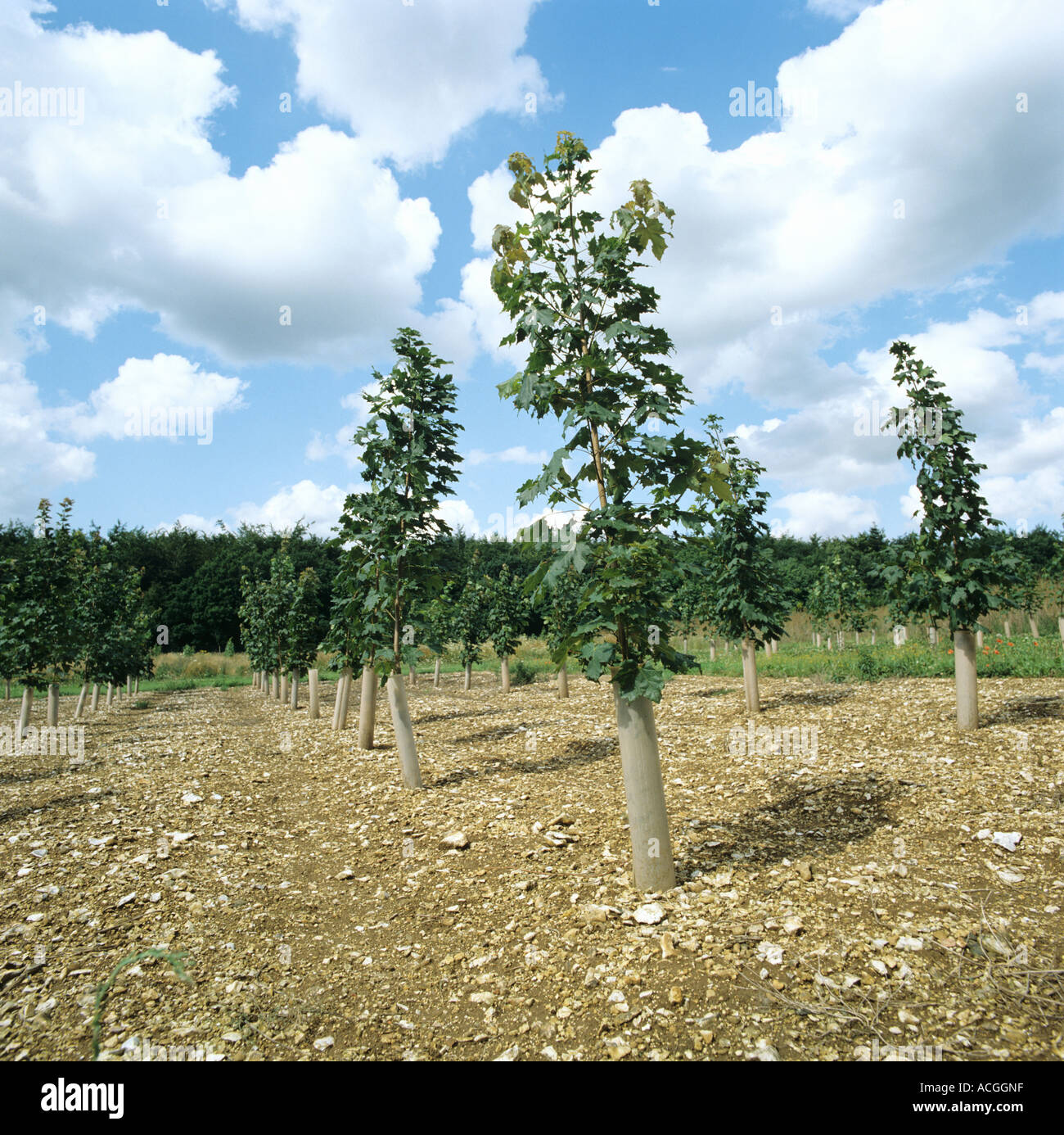 Setzlinge Ahorn Acer Platanoides in junge Plantage mit Unkraut zwischen den Reihen gesteuert Stockfoto