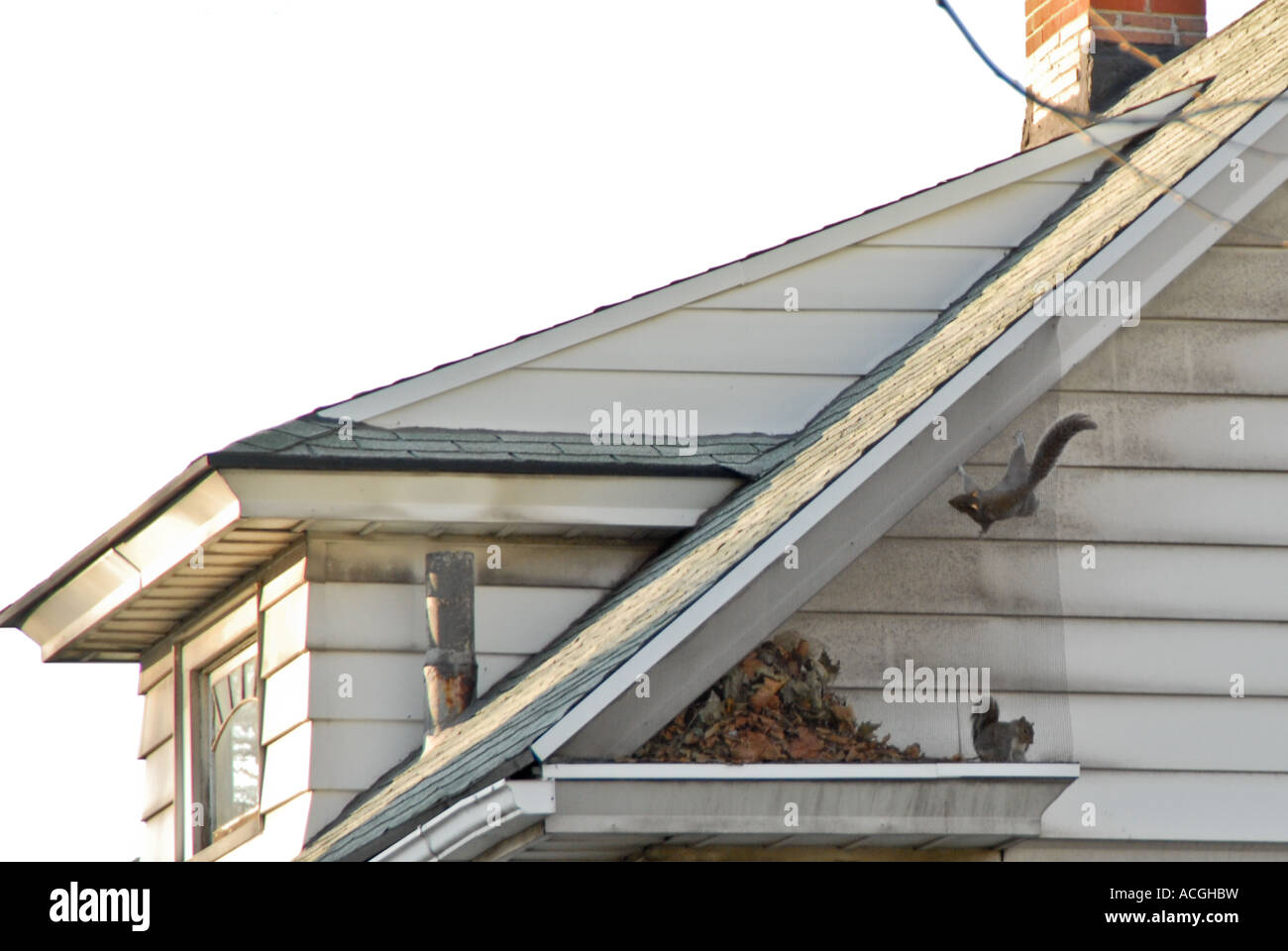 Eichhornchen Bauen Nester In Den Vorabenden Von Einem Haus