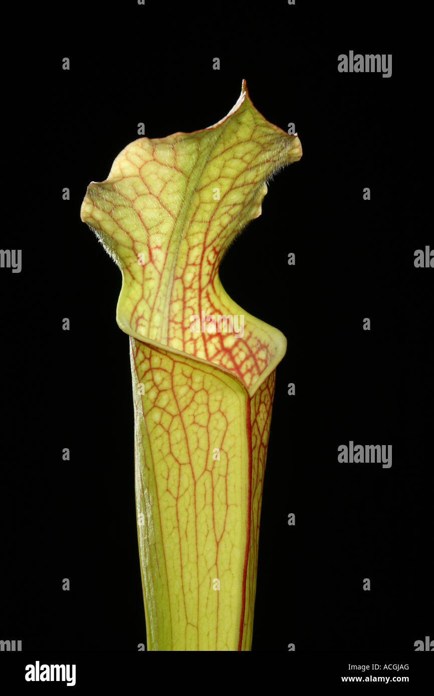 Amerikanische Schlauchpflanze Sarracenia Stockfoto