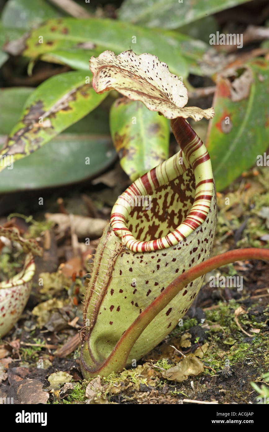 Kannenpflanze Nepenthes Burbidgei Mount Kinabalu National Park Sabah Borneo Stockfoto