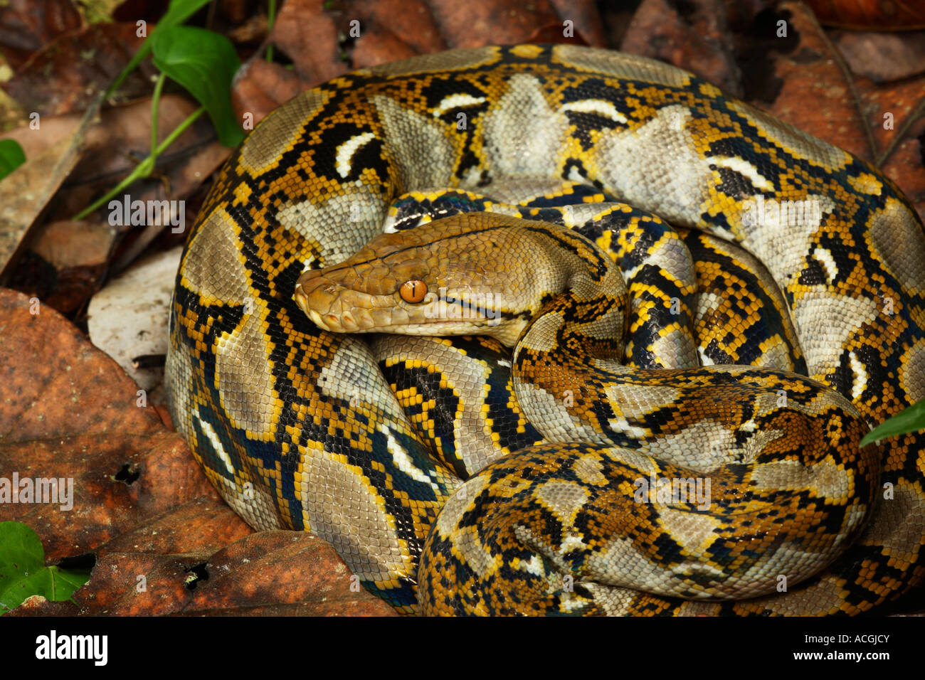 Retikuliert Python Python Reticulatus in Lebensraum Sukau Fluss Sabah Borneo Malaysia Stockfoto