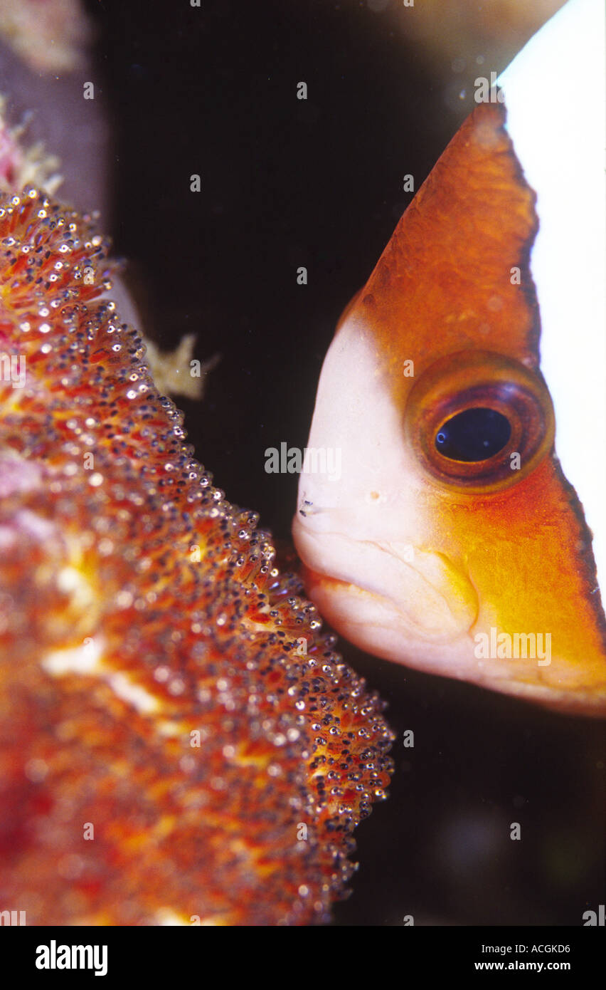 Eine Clarks Anemonenfische neigt seinen Eiern Stockfoto