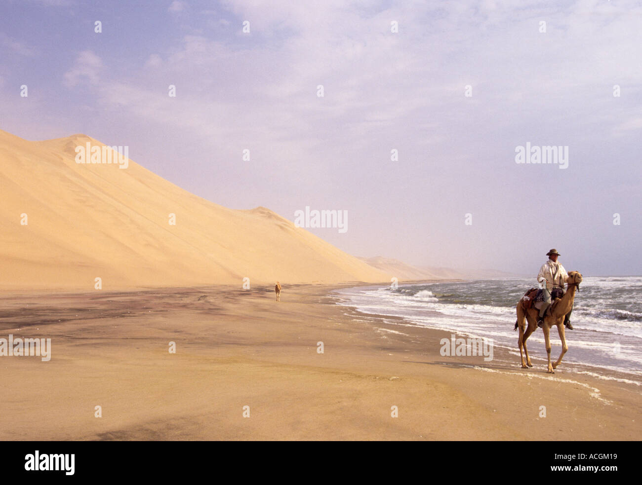 Benedict Allen und Kamele Reisen entlang der Sanddünen von Langevaan in der Wüste Namib Naukluft Stockfoto