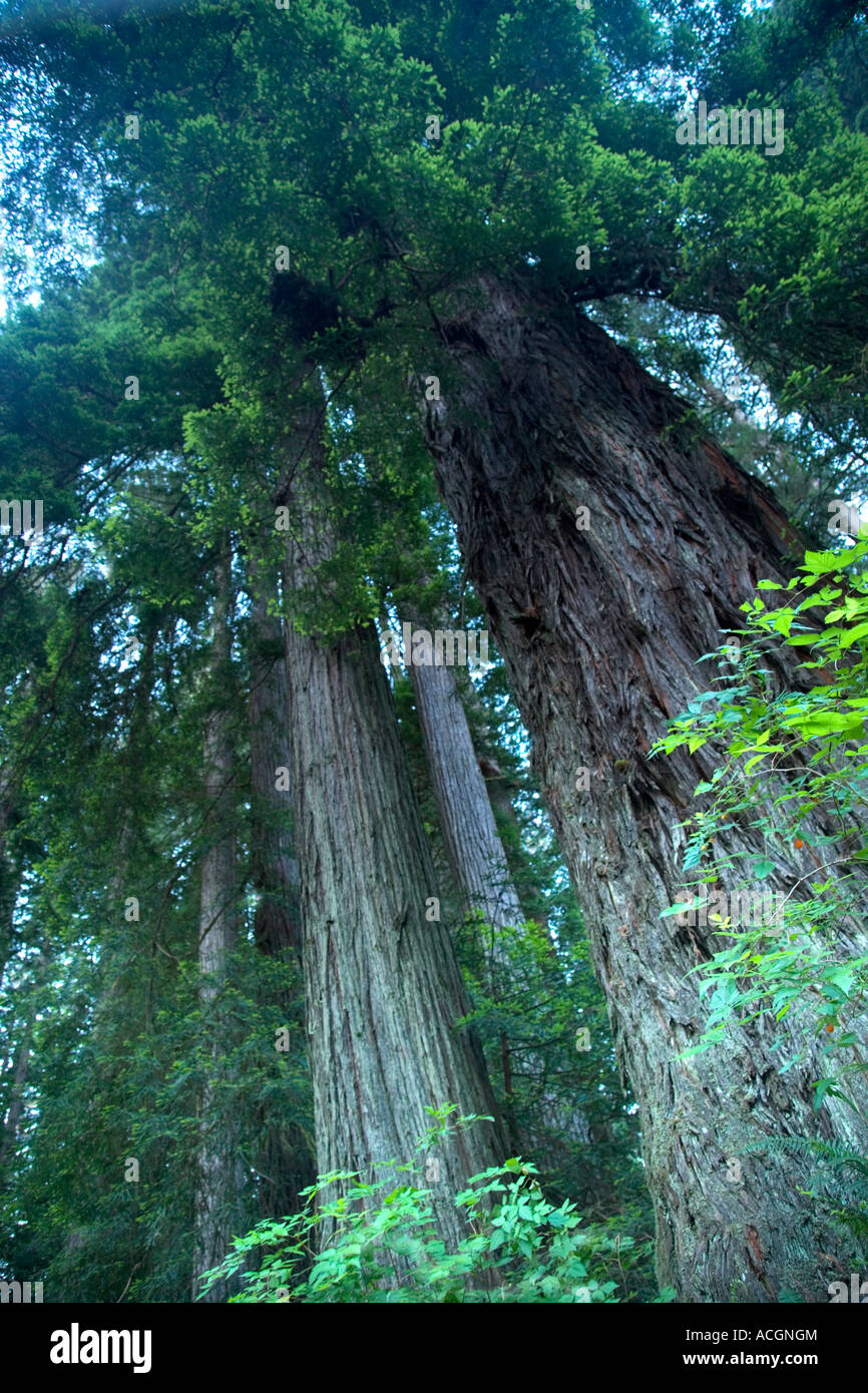 Redwood-Bäume auf der Suche nach oben, Stockfoto