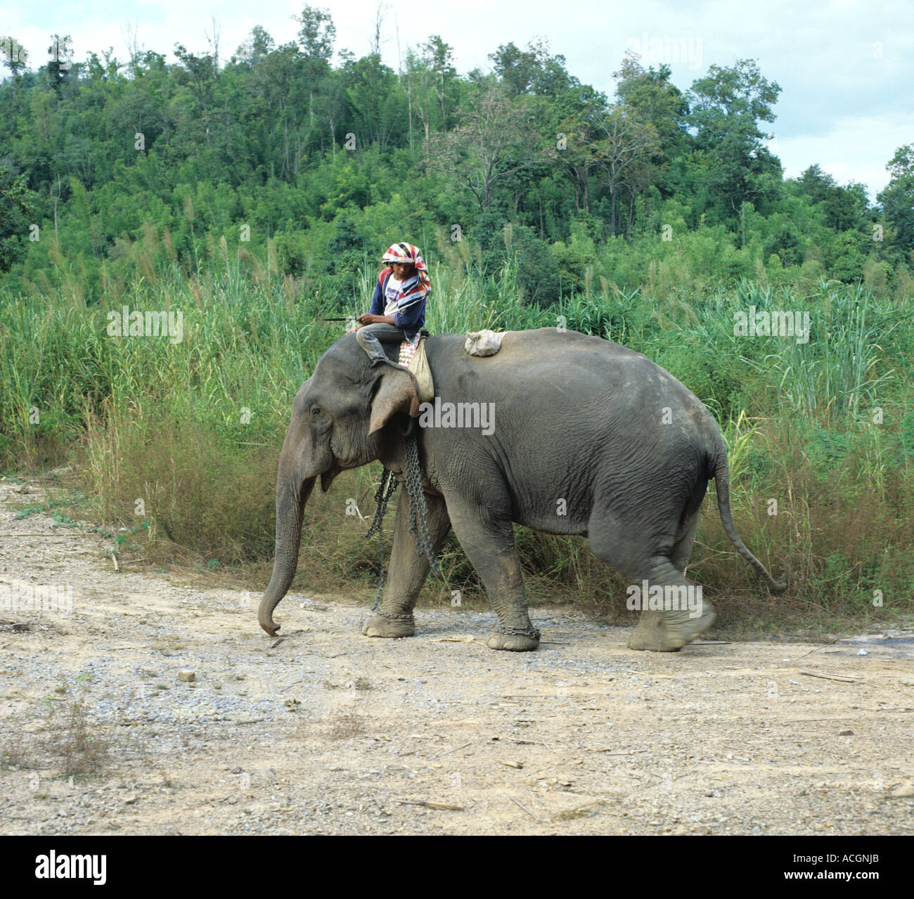 Indischer Elefant mit seinem Griff oder Mahoot Thailand arbeiten Stockfoto