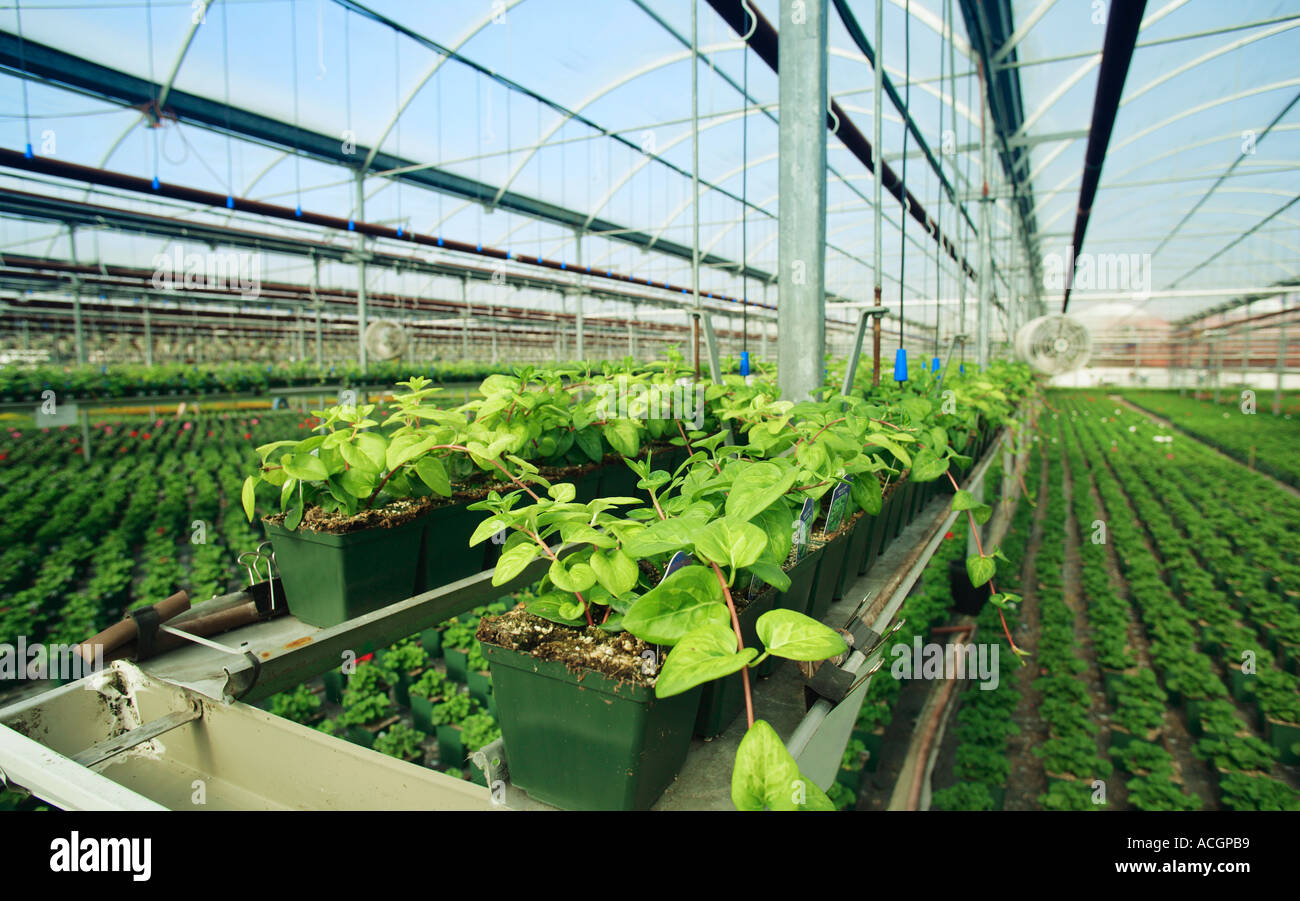 Kommerzielle Pflanze wächst Stockfoto