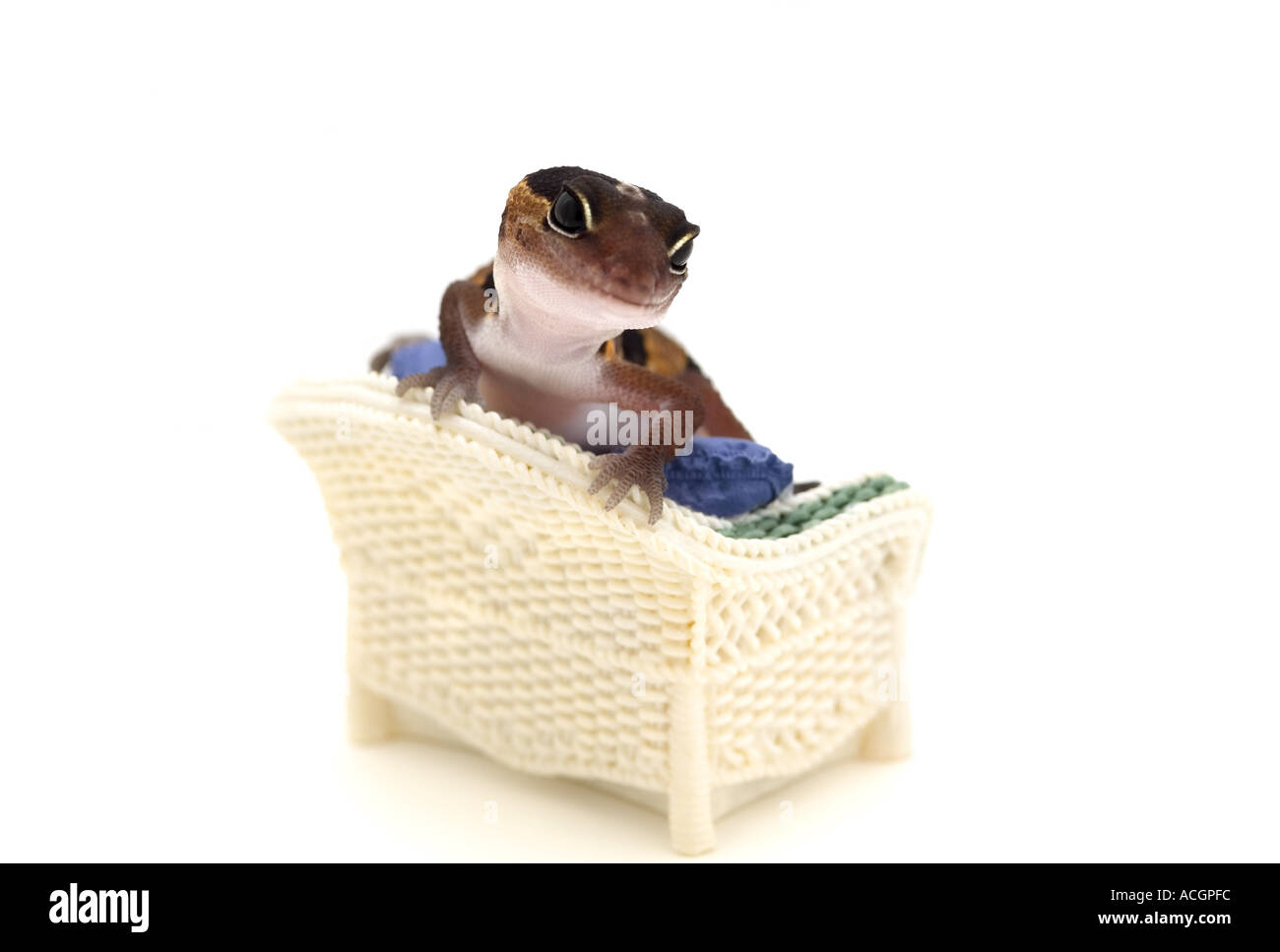 Gecko auf Couch faulenzen Stockfoto