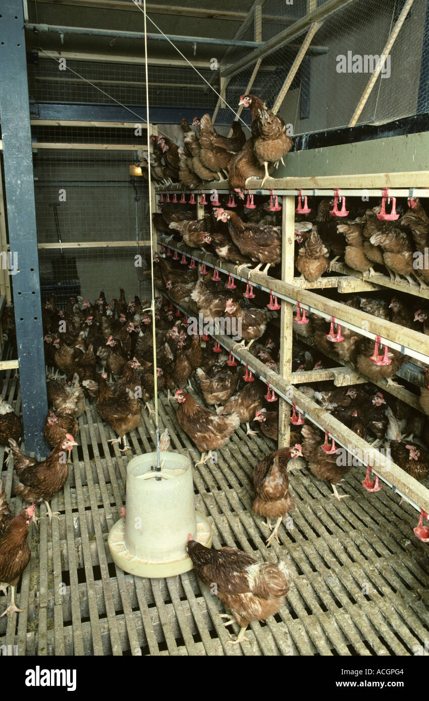 Eiablage Hühner in einem experimentellen Newcastle Legehenneneier Haus Stockfoto