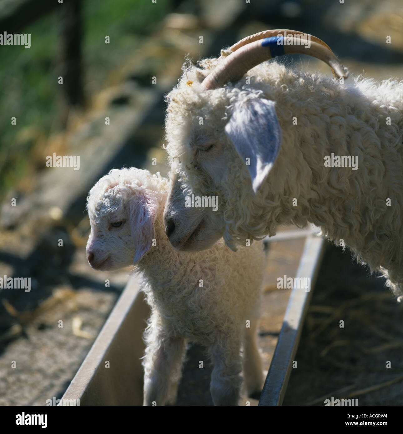 Angora-Ziege Doe mit ihren Zicklein stehend in den Futtertrog Stockfoto