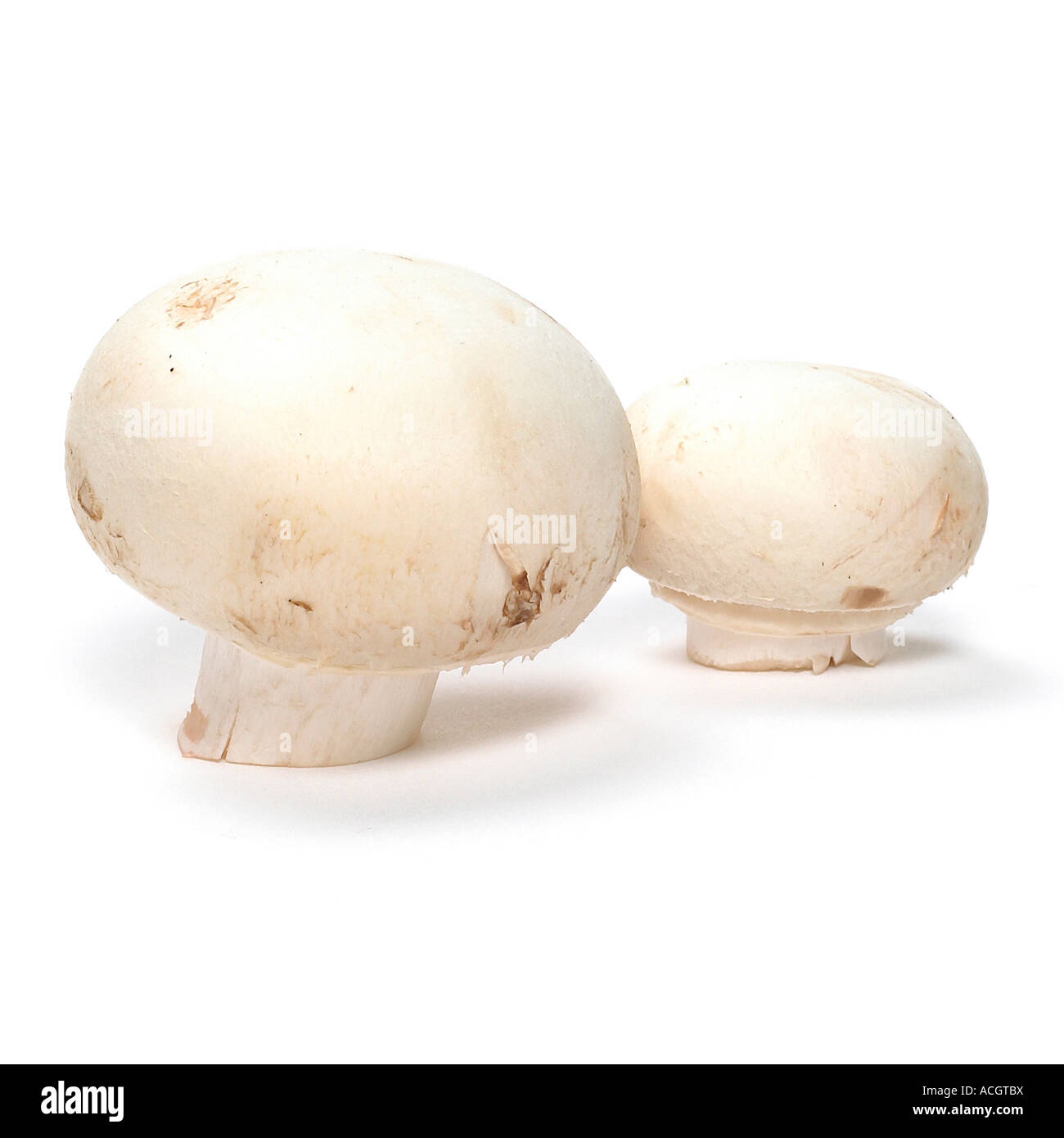 ein paar frische Champignons auf einem weißen Hintergrund Stockfoto