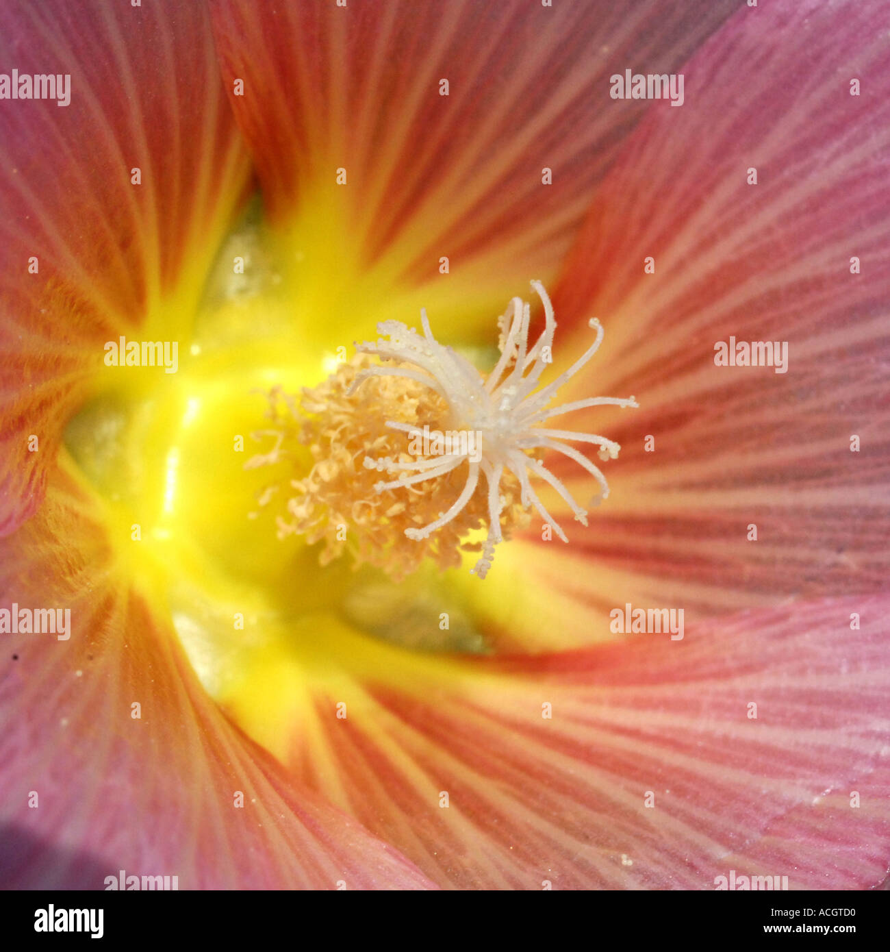 Nahaufnahme der Staubblätter in eine rosa Blume Stockfoto