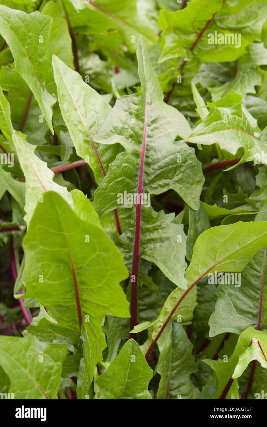 Rot gerippt Löwenzahn Stockfoto