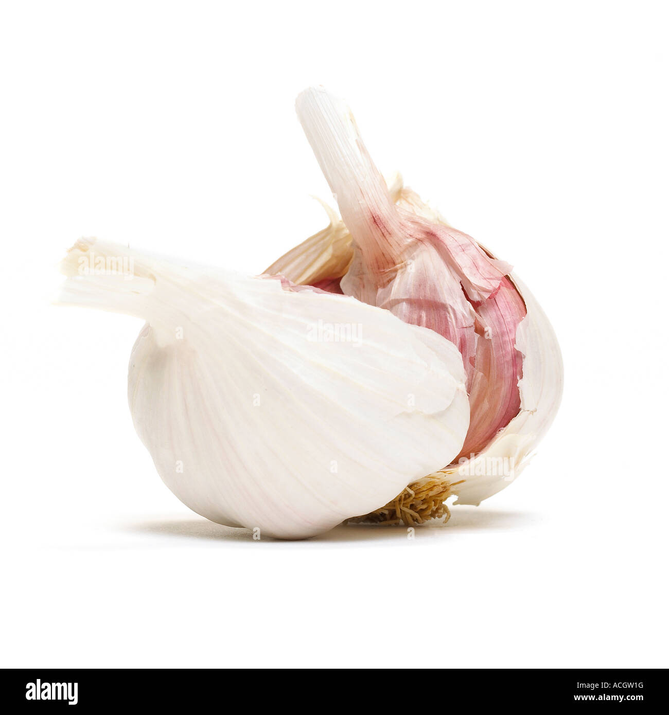 Eine Glühbirne von frischem Knoblauch gebrochen offen zeigen Nelken auf weißem Hintergrund Stockfoto