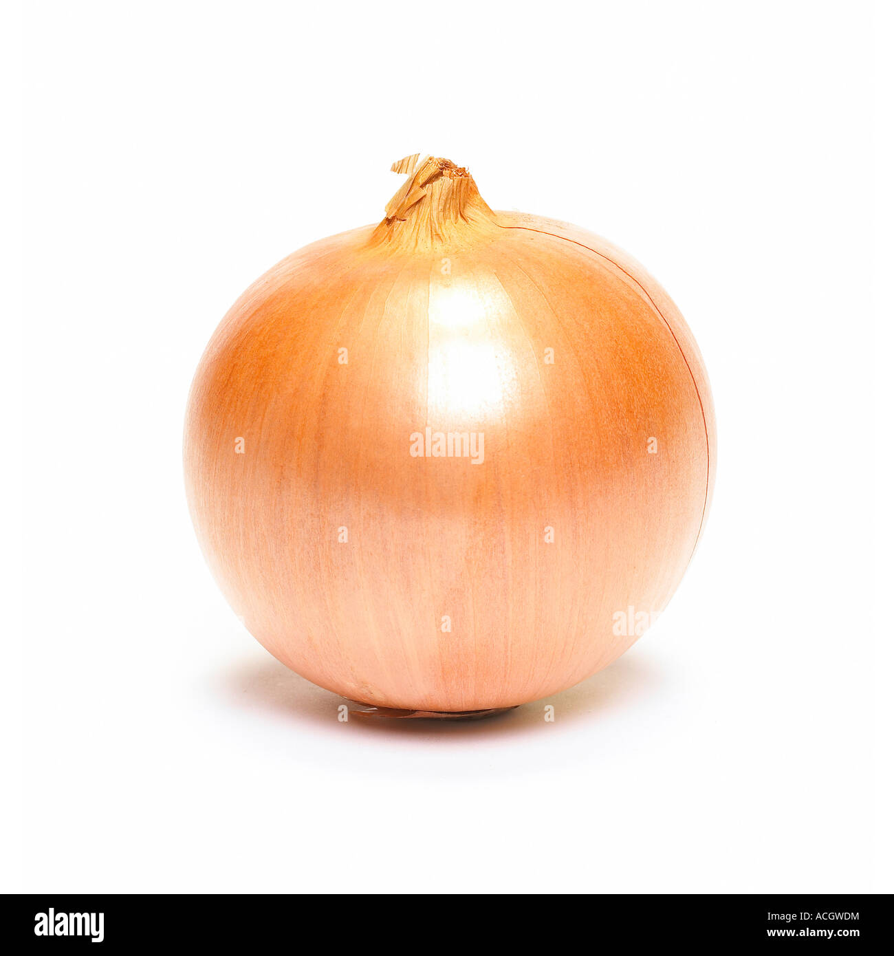 Eine französische Zwiebel auf weißem Hintergrund Stockfoto