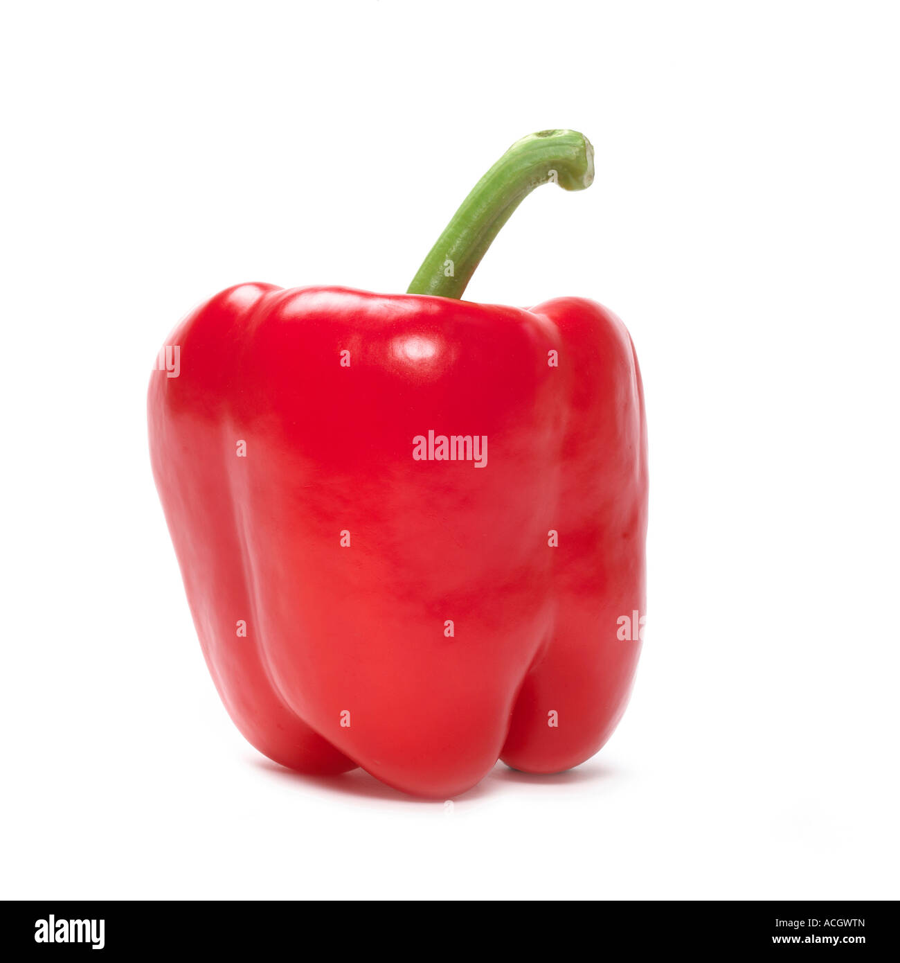 Eine frische reife helle rote Paprika auf weißem Hintergrund Stockfoto