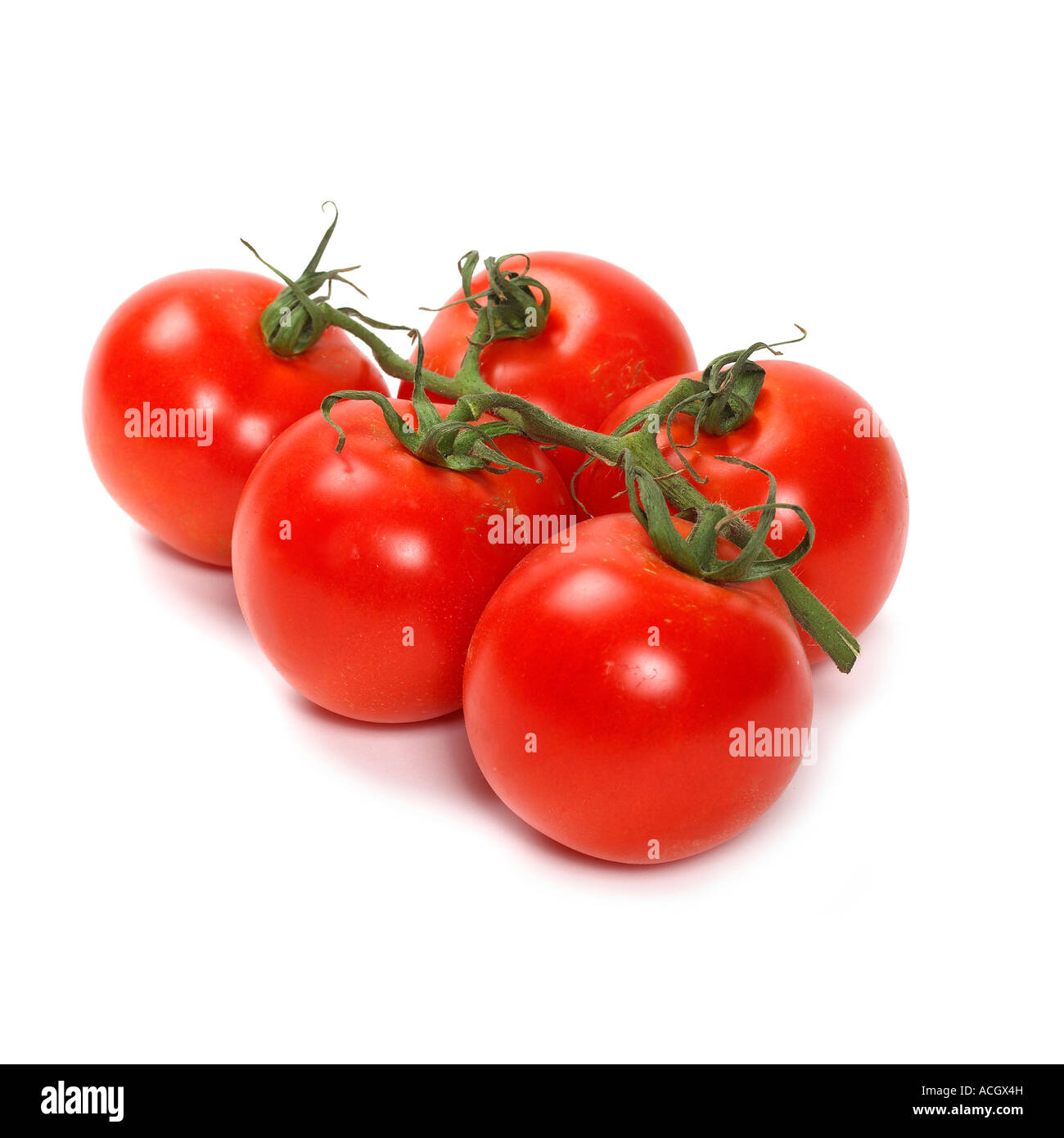 Ein Bündel oder reif frisch Rebe Reife rote Tomaten Stockfoto