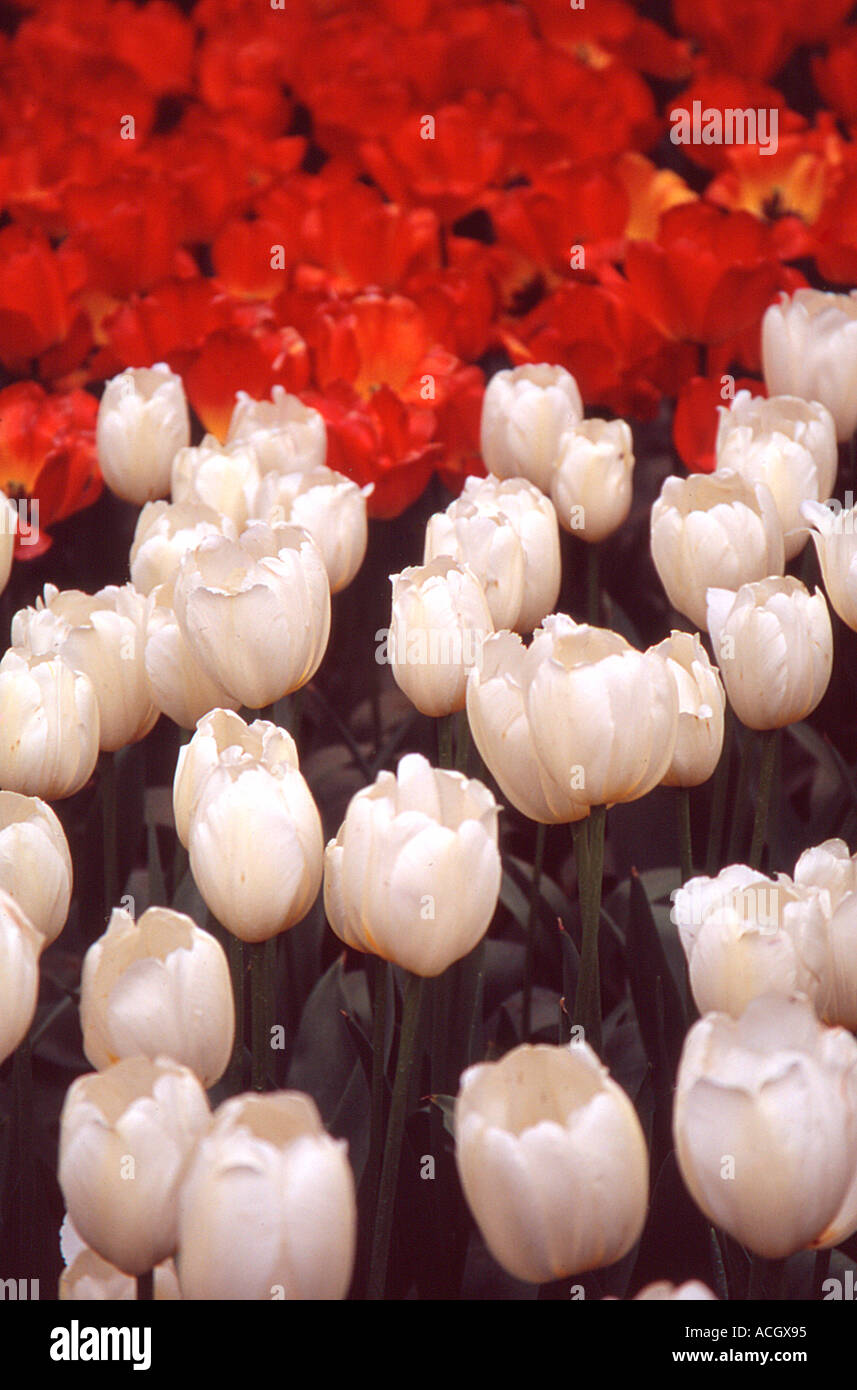 Tulpen Stockfoto