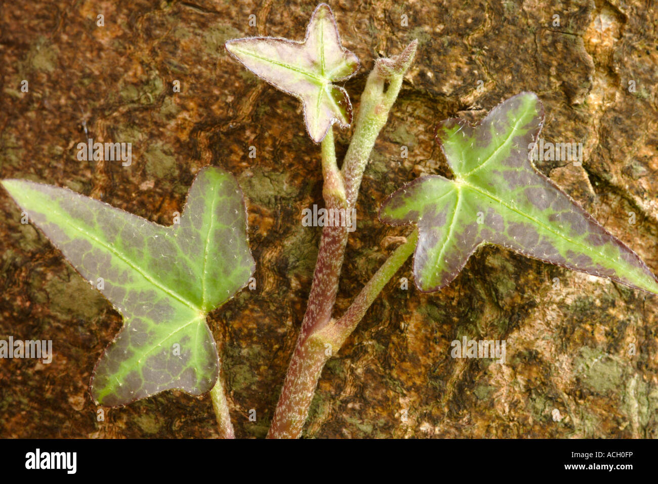 Efeublätter (Hedera Helix) Stockfoto