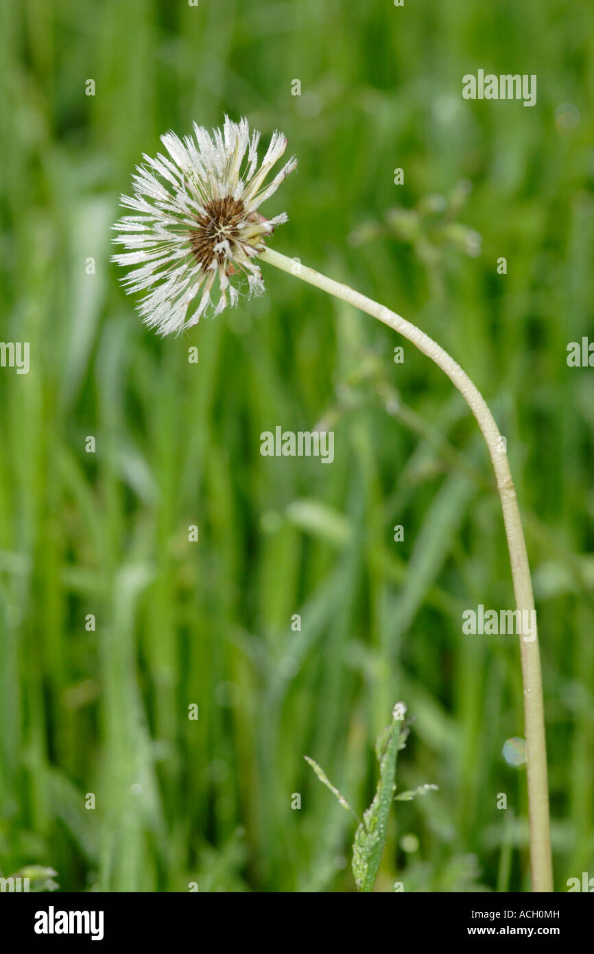 Gemeinsamen Löwenzahn Samen Kopf Taraxacum Offiicinale England UK Stockfoto