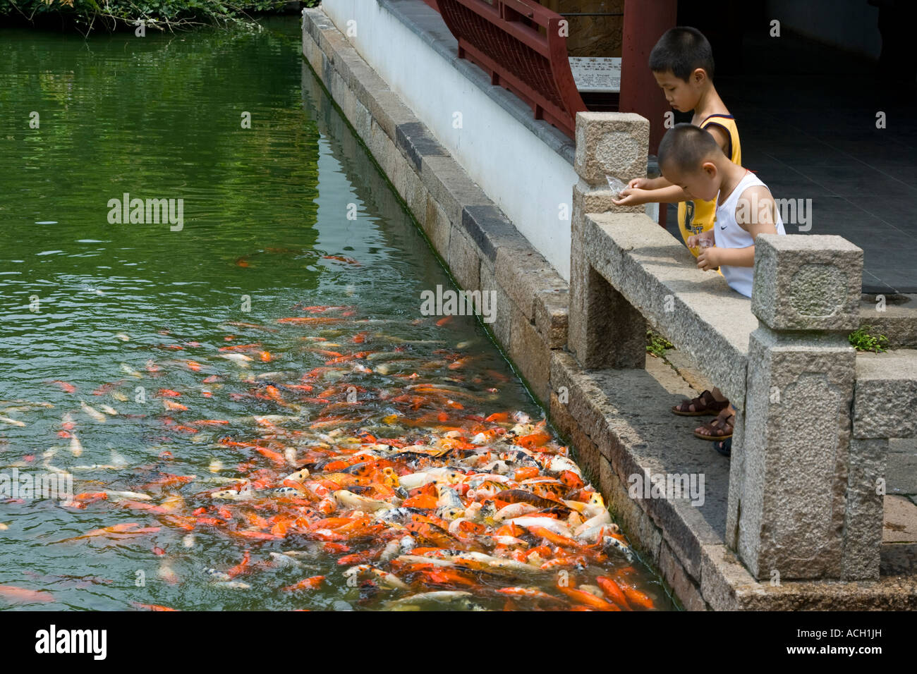 Jungen Fütterung störenden etliche Goldfische oder Koi Karpfen Tuisi Garten Tongli, Jiangsu, China Stockfoto