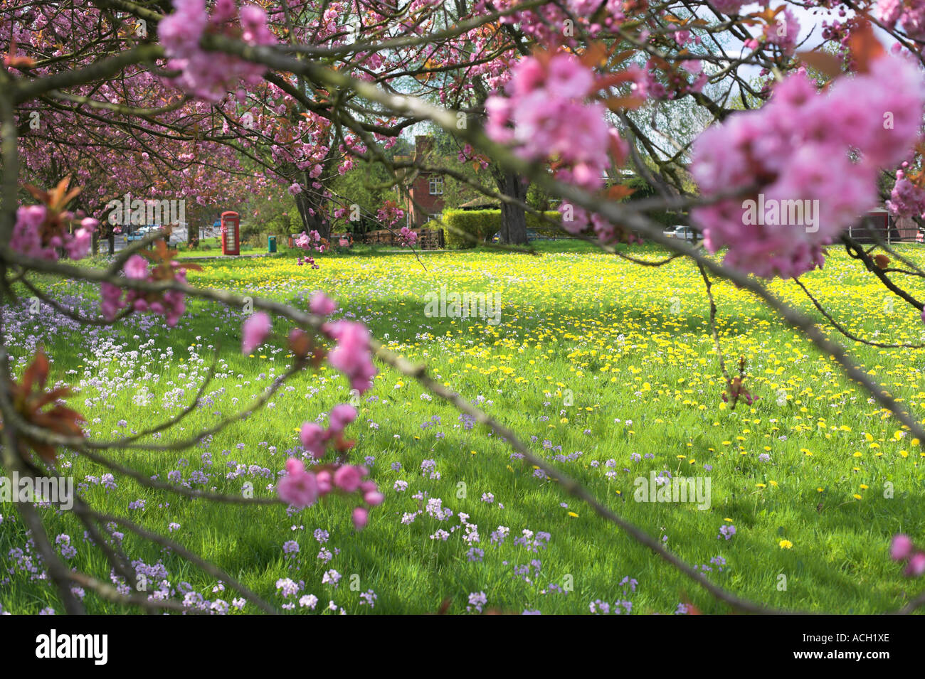 Spring Blossom und Wildblumen auf Compton grün Stockfoto