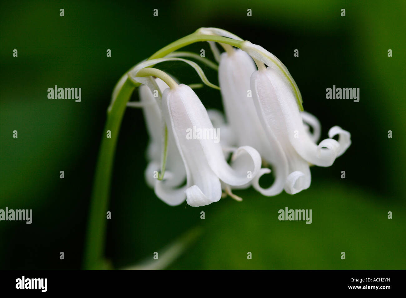 Weiße Glockenblume nah oben (Endymion non Scriptus), England, UK Stockfoto
