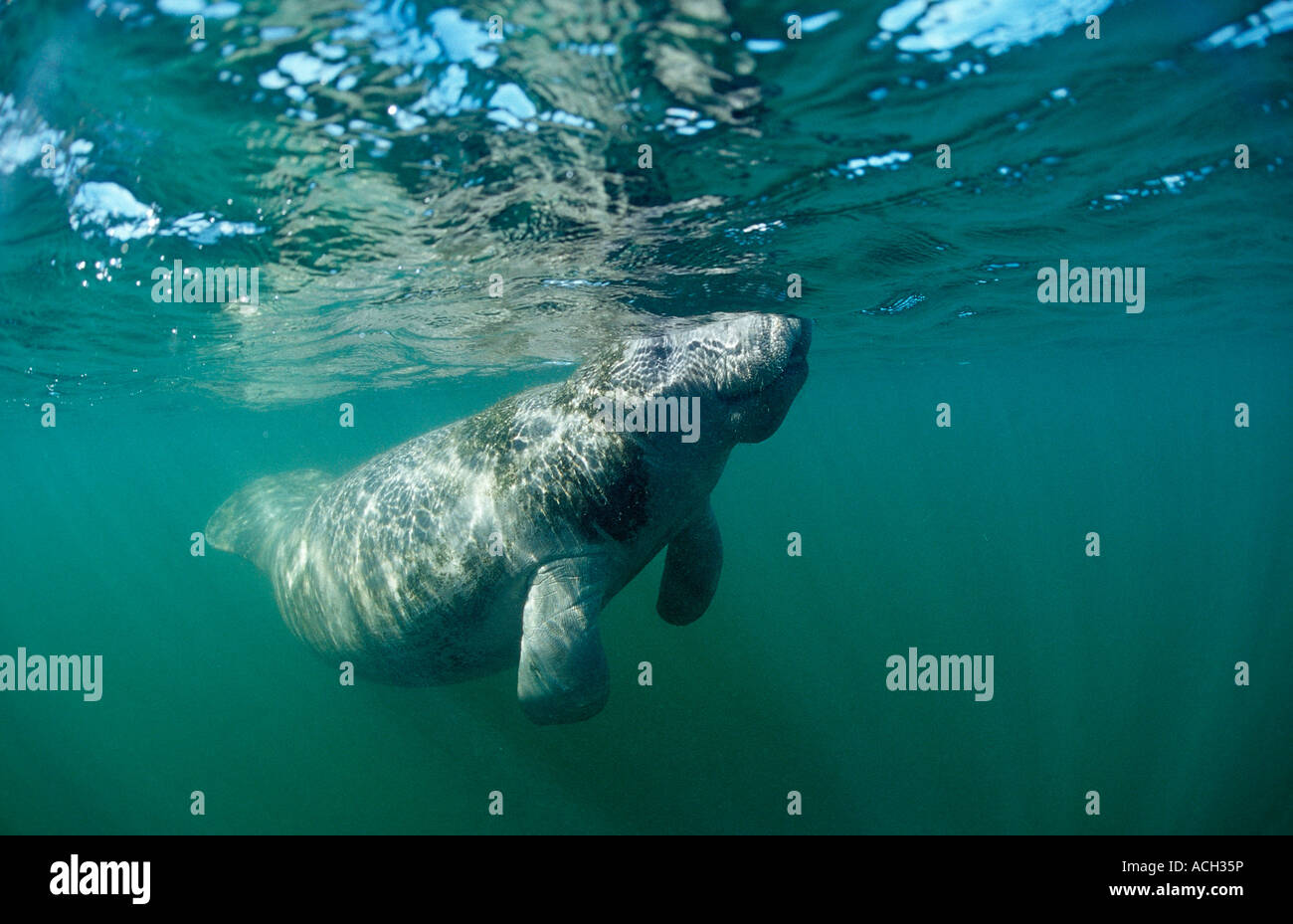 West Indian Manatee Trichechus Manatus Latirostris USA Florida Florida