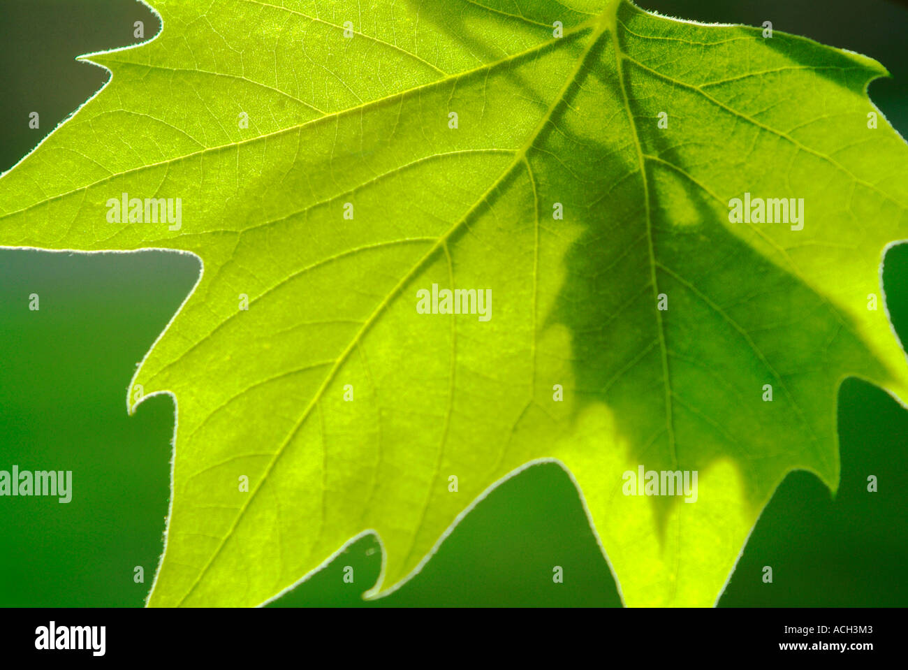 Platane-Blatt Stockfoto