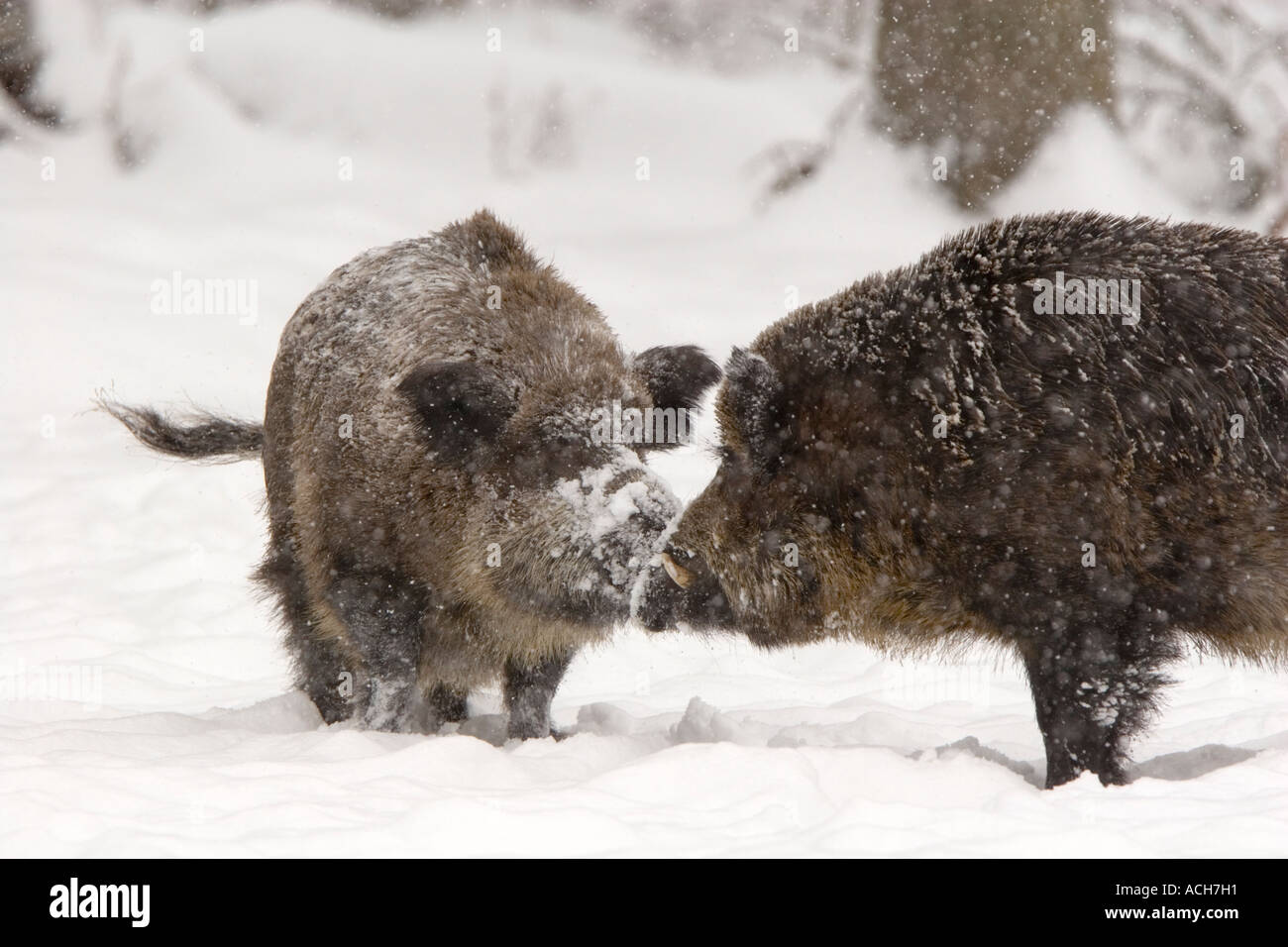 Kampf gegen Wildschweine, Sus scrofa Stockfoto