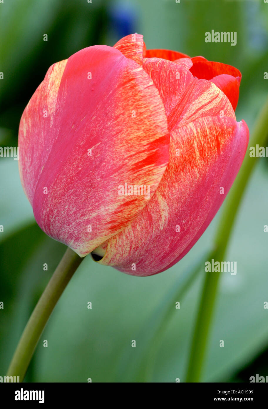 Nahaufnahme einer rote und gelbe Tulpe Tulipa April England UK Europe Stockfoto