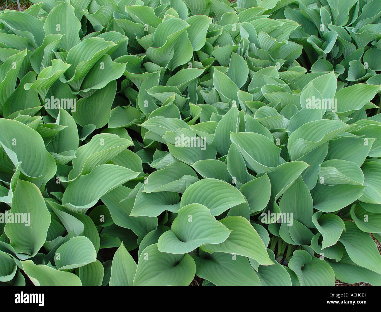 Hosta Krossa Regal Boden Abdeckung Garten Mehrjahrig Mit Laub