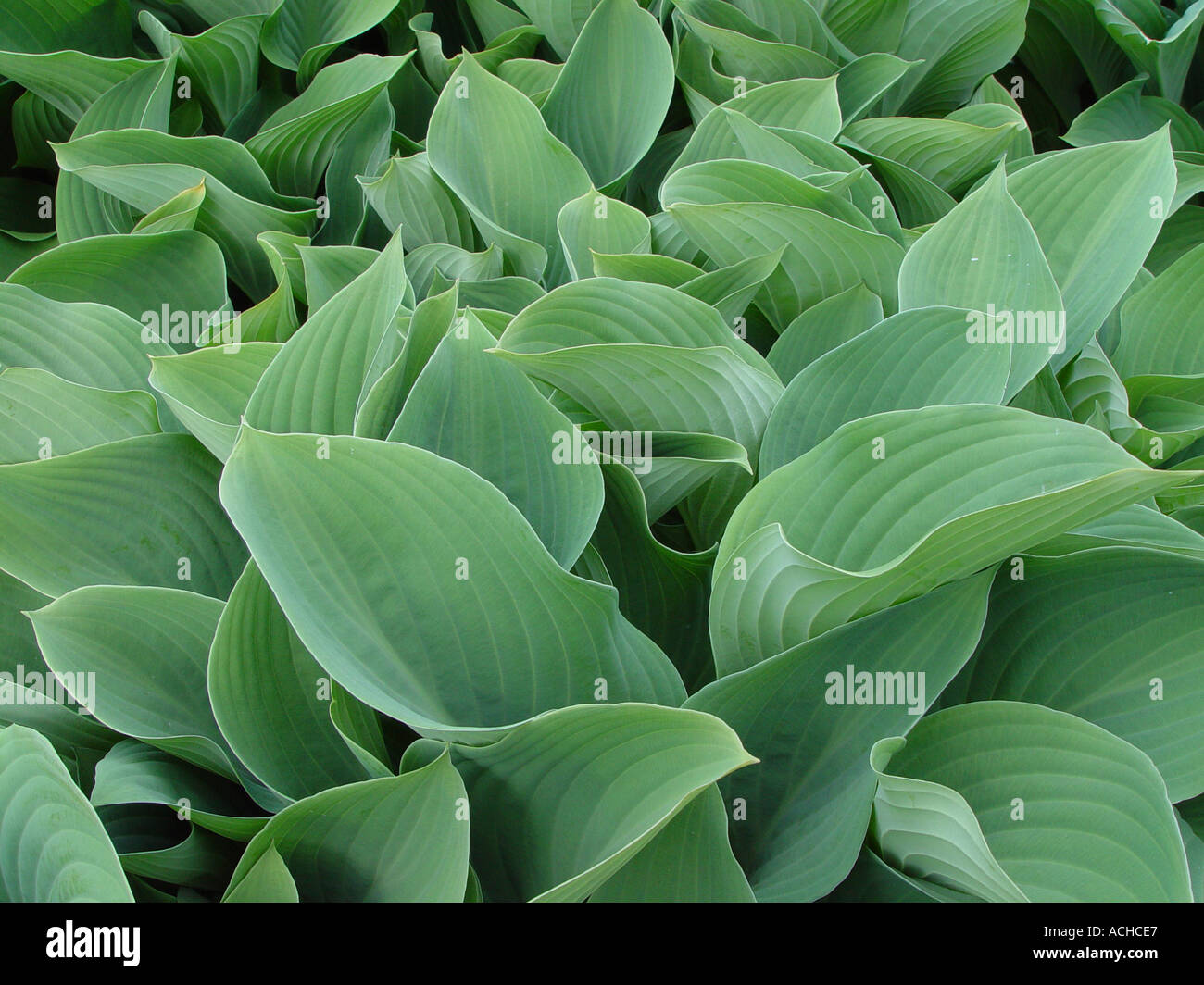 Hosta Krossa Regal Boden Abdeckung Garten Mehrjahrig Mit Laub