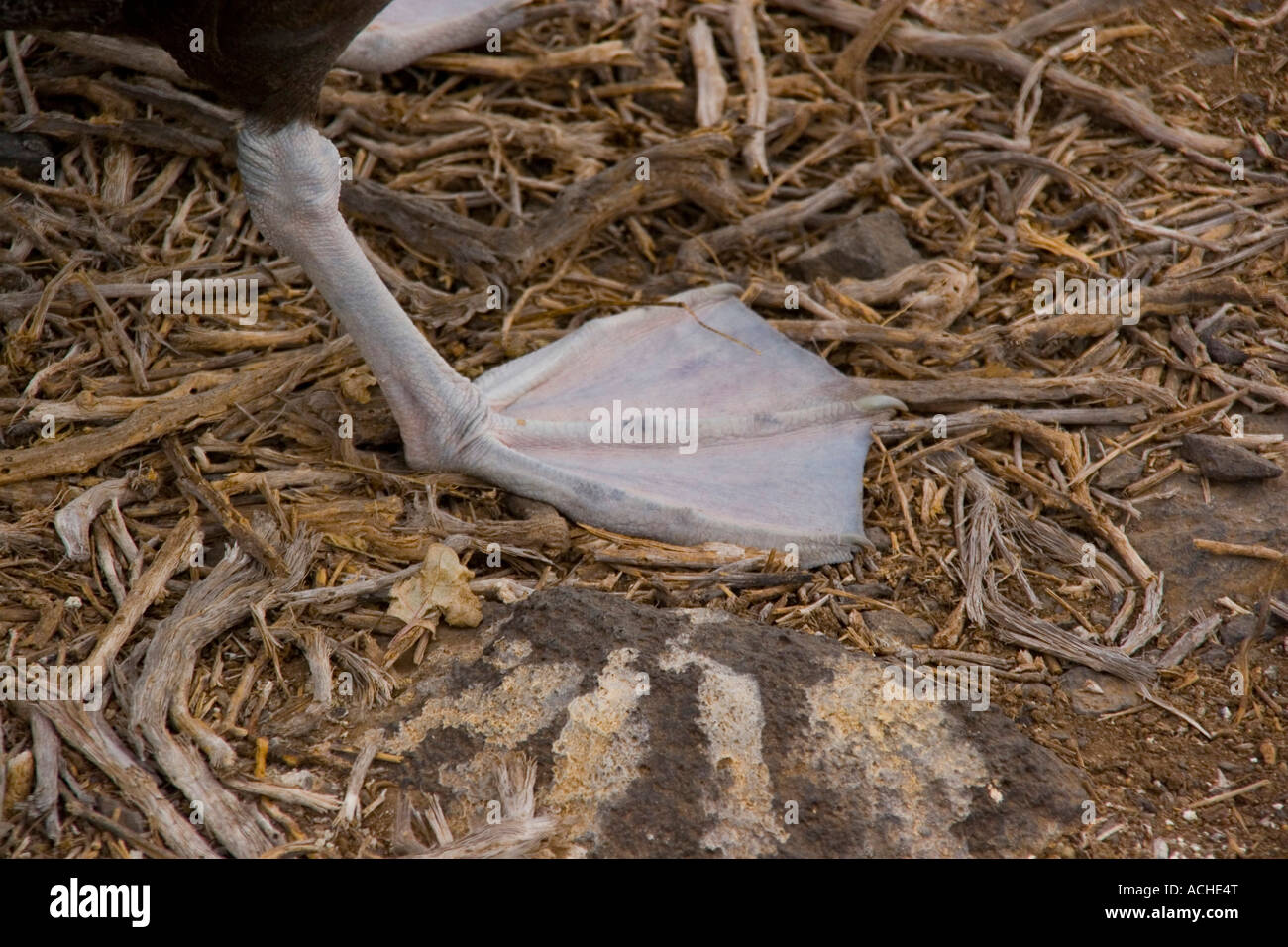 Winkte Albatross webbed Füße Stockfoto