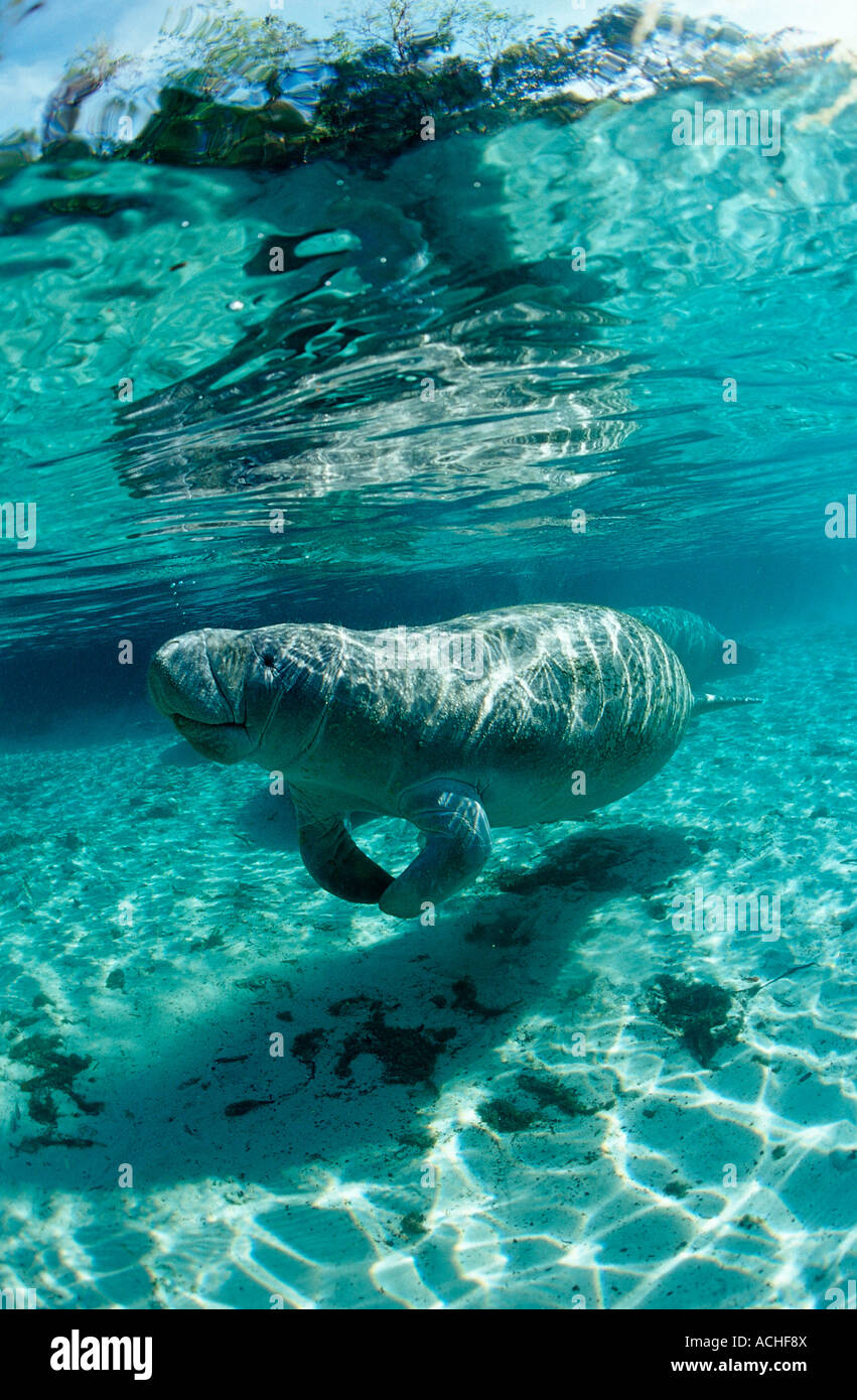 West Indian Manatee Trichechus Manatus Latirostris USA Florida FL Crystal River Stockfoto