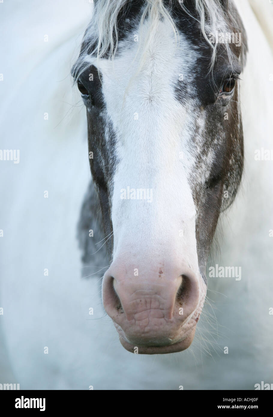 Fahren Sie auf Porträt einer schwarzen und weißen Pony Fife Schottland 2005 Stockfoto