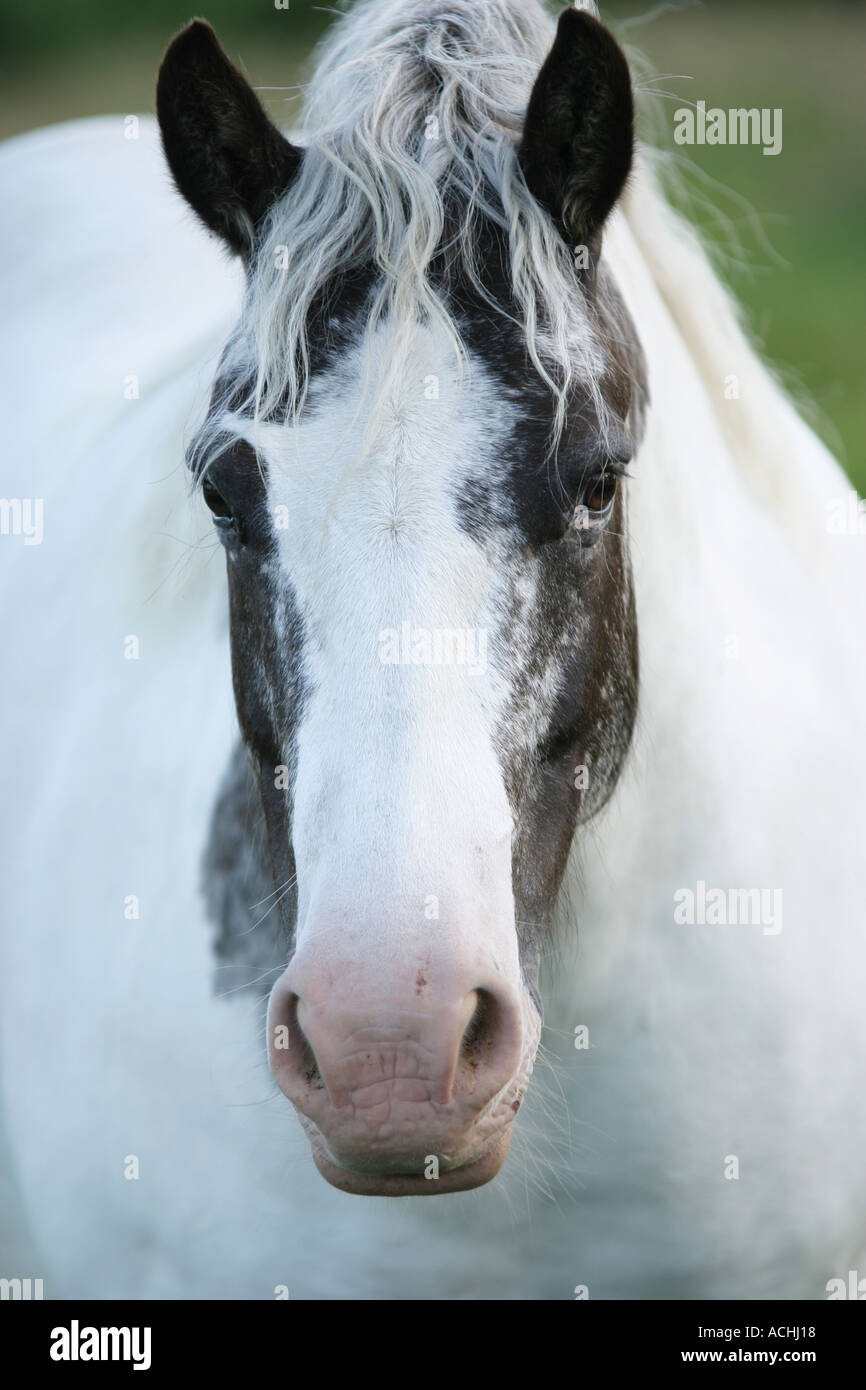 Fahren Sie auf Porträt einer schwarzen und weißen Pony Fife Schottland 2005 Stockfoto