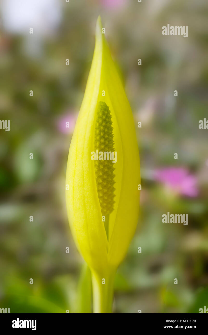 Gelbe Blüte der Calla Lysichiton Amerikanus Aronstabgewächse öffnen Stockfoto