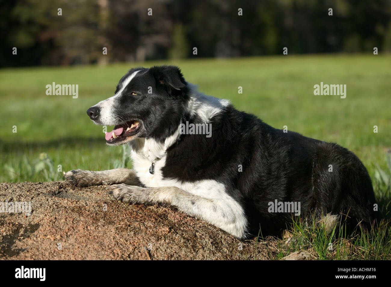 Reinrassige Border-Collie Hund Modellbild veröffentlicht Stockfoto