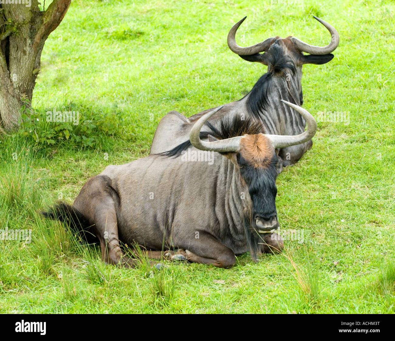 Zwei Wilderbeast ruht unter einem Baum im Port Lympne Zoo Park Stockfoto